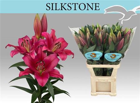 Li Ot Silkstone
