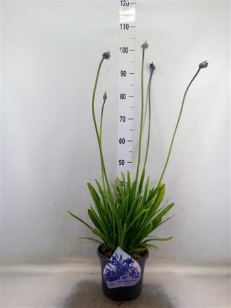 Agapanthus Afric.