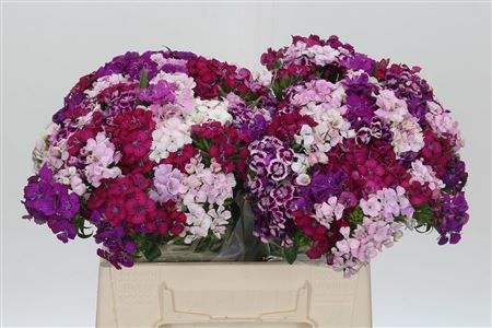 Dianthus Br Aldo Mix Rainbow