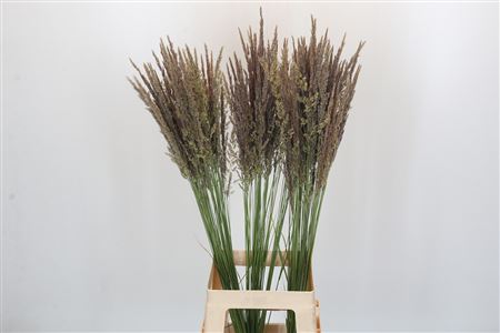 Calamagrostis Brachytricha