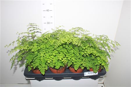 Adian Rad Fragrans