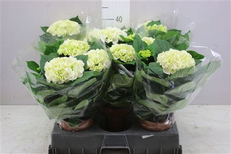 Hydrangea Hi Ice White 3-4