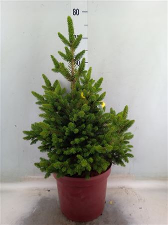 Picea Abies 'will's Zwerg' 50/60
