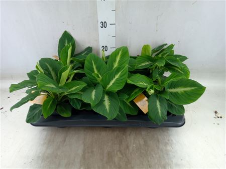 Adelonema Pallidinervium Adelonema pallidinervium,