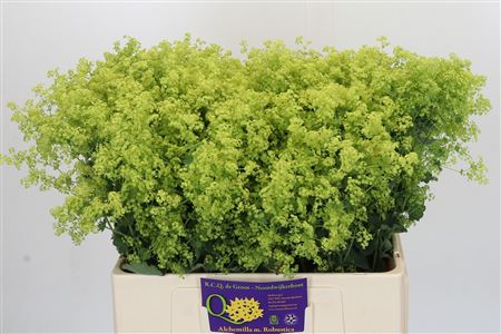 Alchemilla Mollis Robustica
