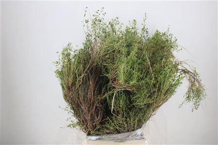 Euph Spinoza Long 500gr P Bunch