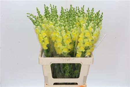 Antirrhinum Potomac Geel