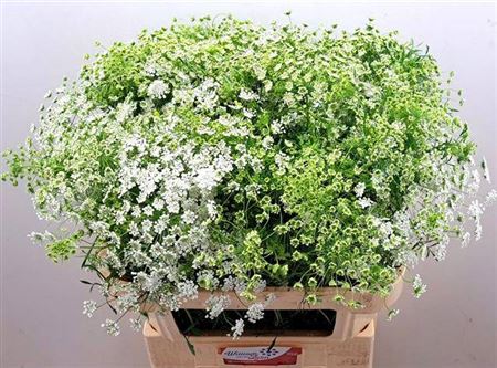 Ammi Majus