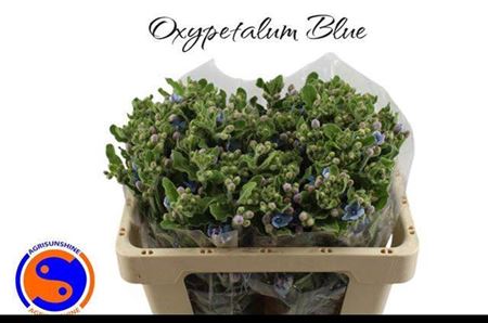 Oxy Co Tan Pure Blu