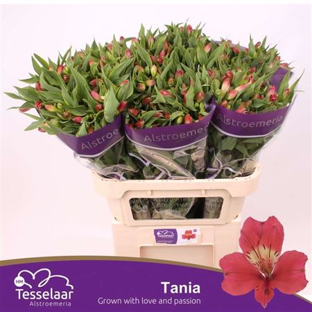 Alst Tania