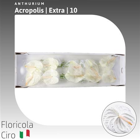 Anth A Acropolis