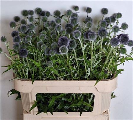 Echinops Ritro Kogels