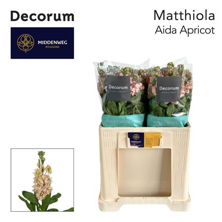 Matth Aida Apricot