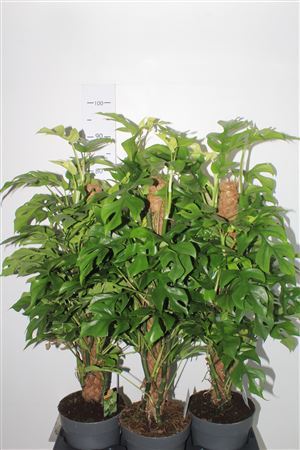 Monstera Minima 80 Mosstok