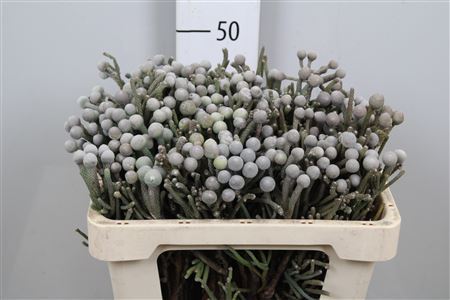 Kaaps Brunia Laevis