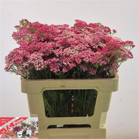 Achillea Millefolium Bianca Classic