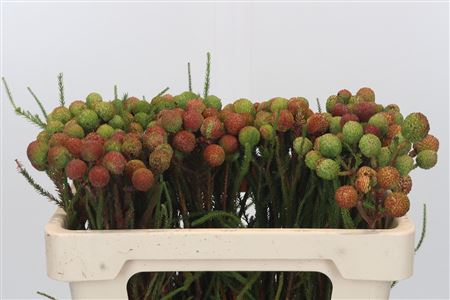 Kaaps Groen Baubles