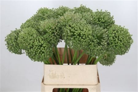 Allium Zaadbollen