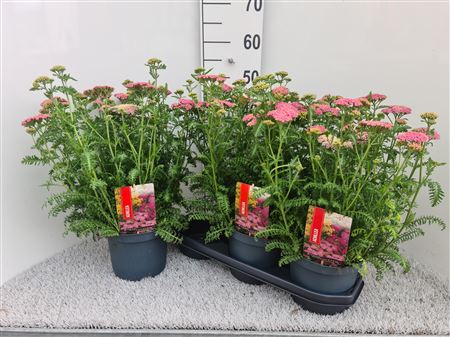 Achi Millefolium