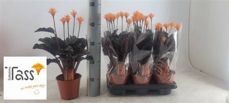 Calat Crocata