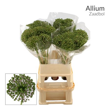 Allium Zaadbollen