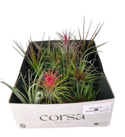 Tillandsia Ionantha Mix X20
