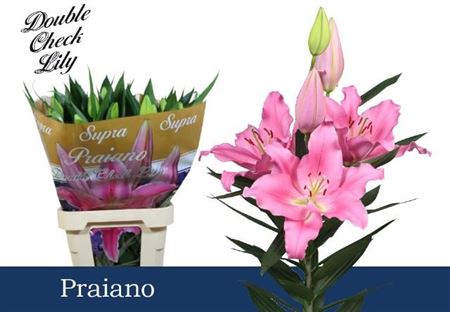Li Or Praiano Ex.