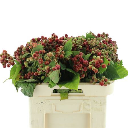 Rubus Fr Chester Extra