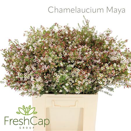 Chame Maya