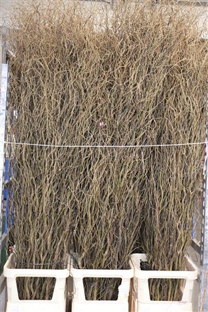 Salix B Tortuosa