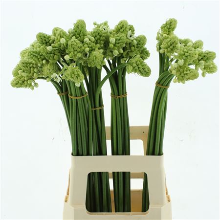 Ornit Arabicum