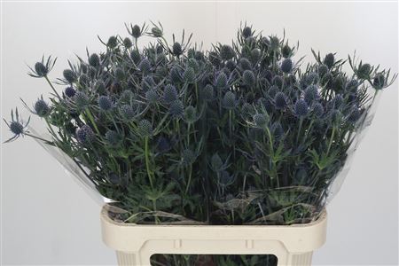 Eryngium Blue Dynamite