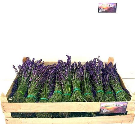Lavandula Angustifolia Per Bos
