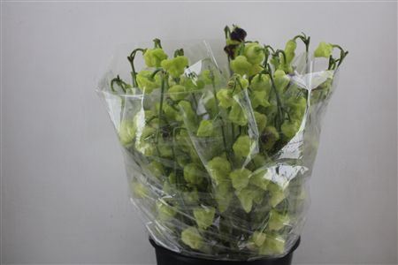 Pepers Campanella P Bunch