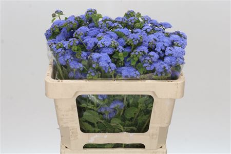 Ageratum Blue Planet