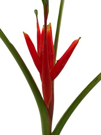 Musa Coccinea