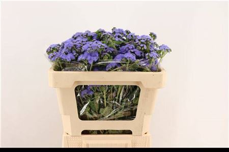 Ager H Blue Horizon