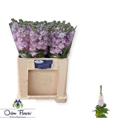 Matth Figaro L Rose N L