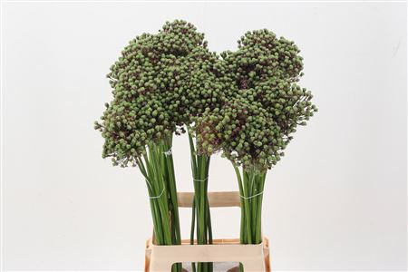 Allium Zaadbollen