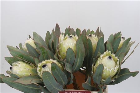 Protea Barbigera Polar Princess
