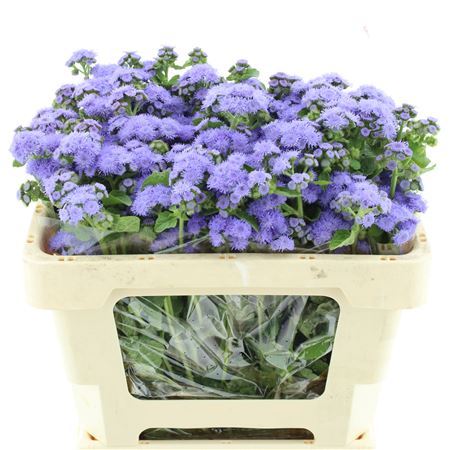 Ager H Blue Horizon