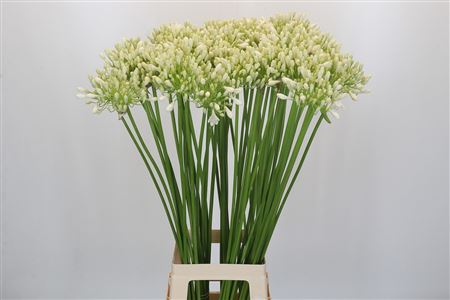 Agapanthus Casablanca