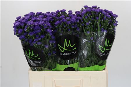 Aster Astee Dark Milka