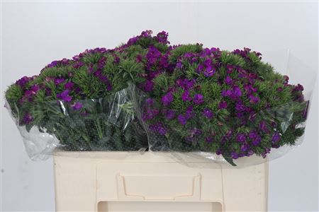 Dianthus Br Amazon Neon Purple
