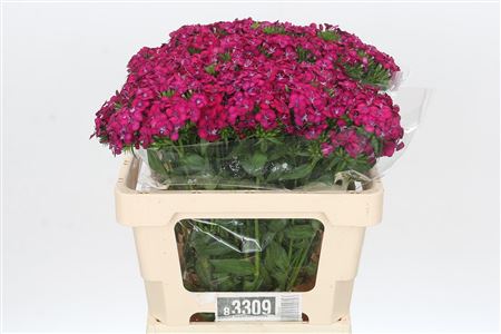 Dianthus Br Amazon Neon Cherry