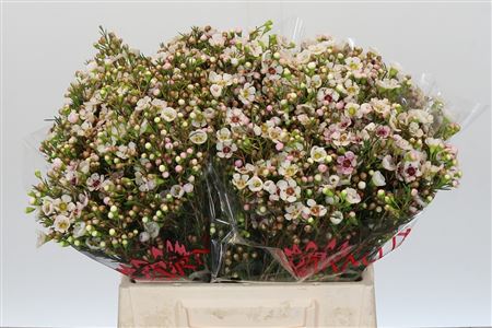 Chamelaucium 'janelle'