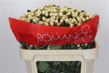 Hypericum Cool Romance Spray