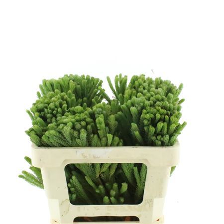 Kaaps Albiflora Green