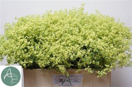 Alchem M Robustica