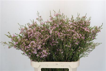 Chamelaucium Early Nir